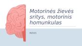 Motorinės žievės sritys, motorinis homunkulas