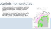 Motorinės žievės sritys, motorinis homunkulas 6 puslapis