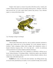  Temperatūros įtaka buožgalvių vystymuisi  10 puslapis