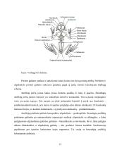  Temperatūros įtaka buožgalvių vystymuisi  12 puslapis