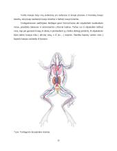  Temperatūros įtaka buožgalvių vystymuisi  14 puslapis