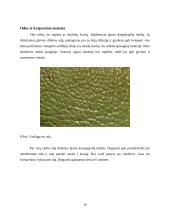  Temperatūros įtaka buožgalvių vystymuisi  15 puslapis