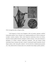  Temperatūros įtaka buožgalvių vystymuisi  16 puslapis