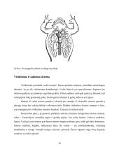  Temperatūros įtaka buožgalvių vystymuisi  17 puslapis
