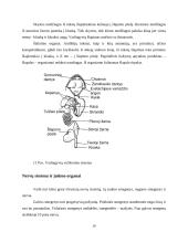  Temperatūros įtaka buožgalvių vystymuisi  18 puslapis