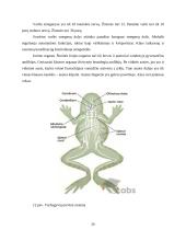  Temperatūros įtaka buožgalvių vystymuisi  19 puslapis