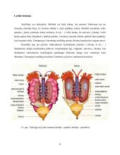  Temperatūros įtaka buožgalvių vystymuisi  20 puslapis