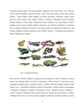  Temperatūros įtaka buožgalvių vystymuisi  4 puslapis