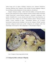  Temperatūros įtaka buožgalvių vystymuisi  5 puslapis