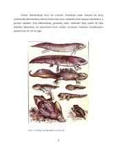  Temperatūros įtaka buožgalvių vystymuisi  7 puslapis