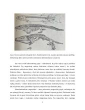  Temperatūros įtaka buožgalvių vystymuisi  8 puslapis