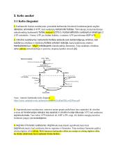 Karbamido ciklas 5 puslapis