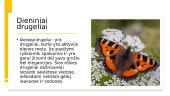 Drugelių gyvenimo fizika. Skaidrės 4 puslapis