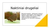 Drugelių gyvenimo fizika. Skaidrės 5 puslapis