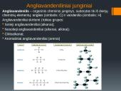 Funkcinės grupės 8 puslapis