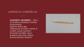 Lietuvių liaudies instrumentai - skaidrės 6 puslapis