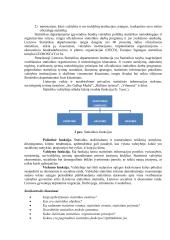 Statistikos metodologiniai ir organizaciniai principai 3 puslapis