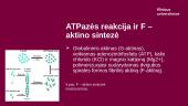 Aktinas 8 puslapis