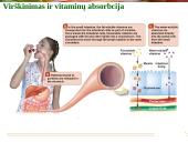 Vitaminai - pristatymas 11 puslapis