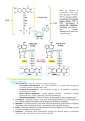 Baltymų ir fermentų santrauka 12 puslapis