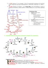 Baltymų ir fermentų santrauka 16 puslapis