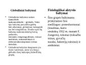 Baltymai - pristatymas 13 puslapis