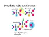 Baltymai - pristatymas 7 puslapis