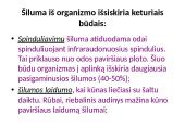 Kas yra termoreguliacija? 12 puslapis