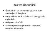 Lietuvoje gyvenantys žinduoliai 2 puslapis