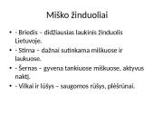 Lietuvoje gyvenantys žinduoliai 4 puslapis