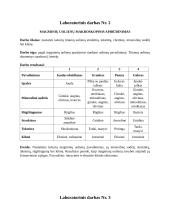 Geologijos laboratorinių darbų ataskaitos 2 puslapis