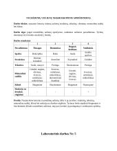 Geologijos laboratorinių darbų ataskaitos 4 puslapis