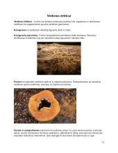 Apvalioji mediena 13 puslapis
