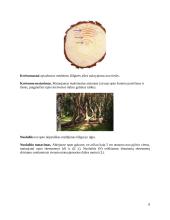 Apvalioji mediena 8 puslapis