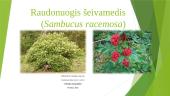 Raudonuogis šeivamedis (Sambucus racemosa)
