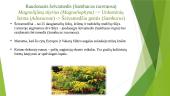 Raudonuogis šeivamedis (Sambucus racemosa) 2 puslapis