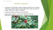 Raudonuogis šeivamedis (Sambucus racemosa) 4 puslapis