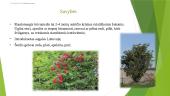 Raudonuogis šeivamedis (Sambucus racemosa) 5 puslapis