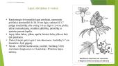Raudonuogis šeivamedis (Sambucus racemosa) 6 puslapis