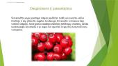 Raudonuogis šeivamedis (Sambucus racemosa) 7 puslapis