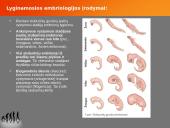 Evoliucijos teorija ir jos įrodymai 13 puslapis