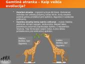 Evoliucijos teorija ir jos įrodymai 4 puslapis