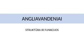 Angliavandeniai. Struktūra ir funkcijos