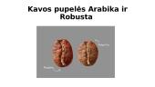 Kava, jos kilmė, rūšys, patiekimas 11 puslapis