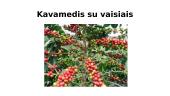 Kava, jos kilmė, rūšys, patiekimas 3 puslapis