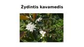 Kava, jos kilmė, rūšys, patiekimas 4 puslapis