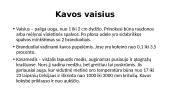 Kava, jos kilmė, rūšys, patiekimas 5 puslapis