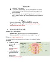 Centrinė ir periferinė nervų sistemos 3 puslapis