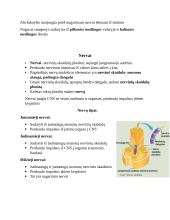 Centrinė ir periferinė nervų sistemos 4 puslapis