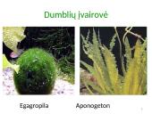 Dumbliai- vienaląsčiai ir daugialąsčiai protistai 11 puslapis